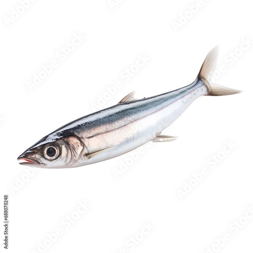 side view of Anchovy fish swimming isolated on a white transparent background 