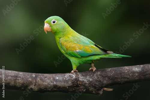 Orange-chinned parakeet, Brotogeris jugularis, portrait of green parrot with yellow head, Costa Rica. Tropical jungle of Costa Rica. © Nathalie