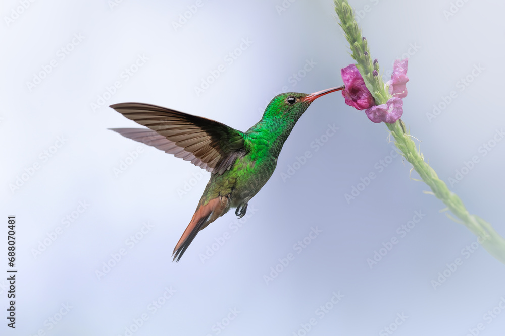 Fototapeta premium Rufous-tailed Hummingbird, Amazilia tzacatl, eating bird from beautiful purple flower in natural habitat. Blue background. Bird from Costa rica