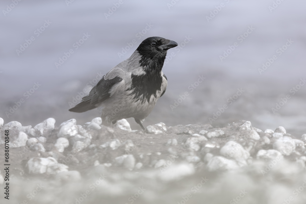 Hooded Crow, Corvus cornix, black and grey bird in natural habitat. Hooded Crow, Corvus cornix, black and grey bird in natural habitat.