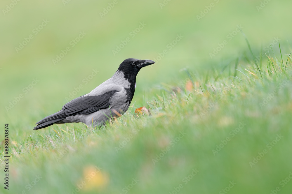 Hooded Crow, Corvus cornix, black and grey bird in natural habitat. Hooded Crow, Corvus cornix, black and grey bird in natural habitat.