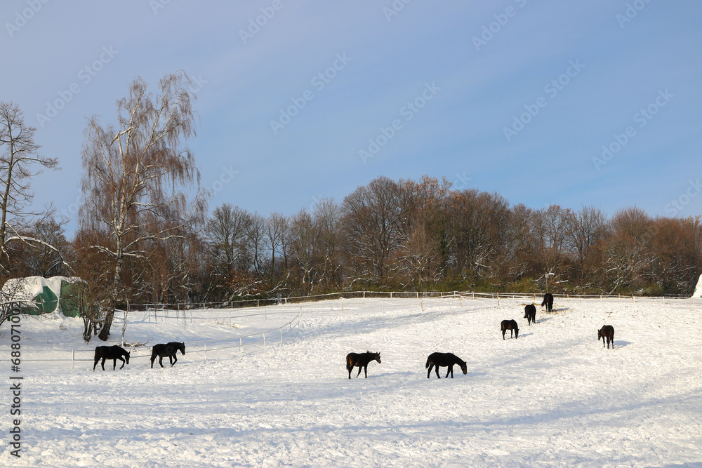 Naklejka premium horses in winter