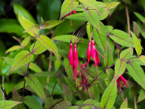 Closeup of Fuchsia magellanica, Purple red flower, Hummingbird fuchsia or hardy fuchsia. Plant in the family Evening Primrose, elective focus, green leaves nature floral background. © Kristyna