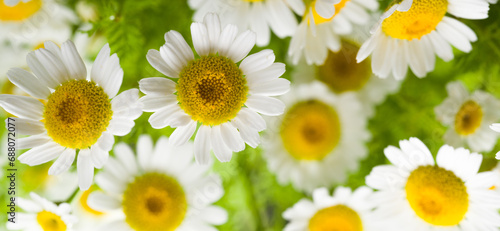 Close-up panorama of daisy flowers. Spring and summer flowers.  Nature background