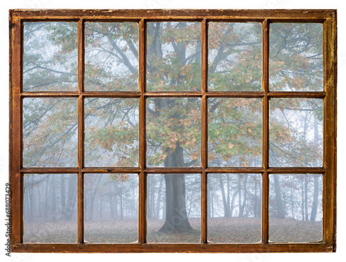 forest and oak tree in fog as seen from a retro sash window