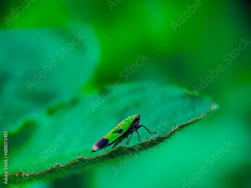 insect, nature, macro, leaf, bug, animal, closeup, wildlife, dragonfly, spider, fly, summer, wild, plant, brown, wings, close-up, grasshopper, ant, insects, fauna, grass, antenna, butterfly, close photo