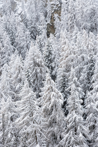 snow covered pine trees