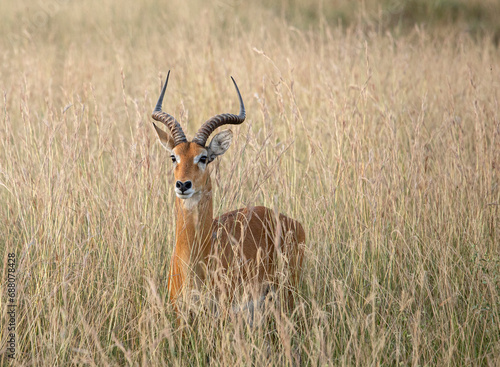 Uganda Kob, Kobus kob thomasi, hiding in the grass in Murchison Falls National Park, Uganda. photo