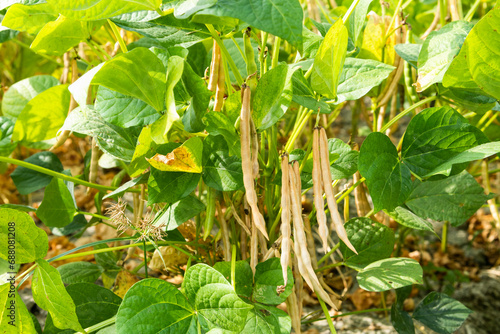 Close-up of adzuki pods growing in the farmland of Wandan, Pingtung, Taiwan.