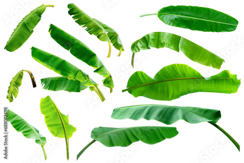 set leaf banana,collection of green leaves pattern isolated