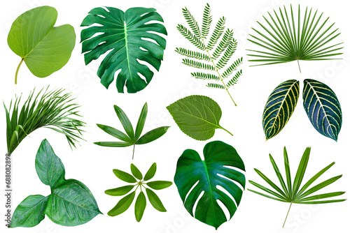 collection various of green leaves pattern for nature concept,set of tropical leaf isolated
