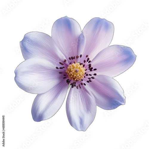 Winter Windflower (Anemone blanda) isolated on transparent background