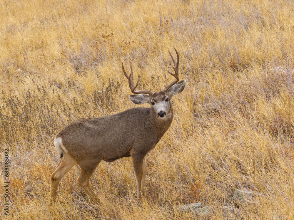 Fototapeta premium untitled