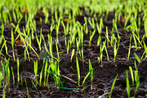 Growing green grass seeds on brown topsoil, shallow depth of field