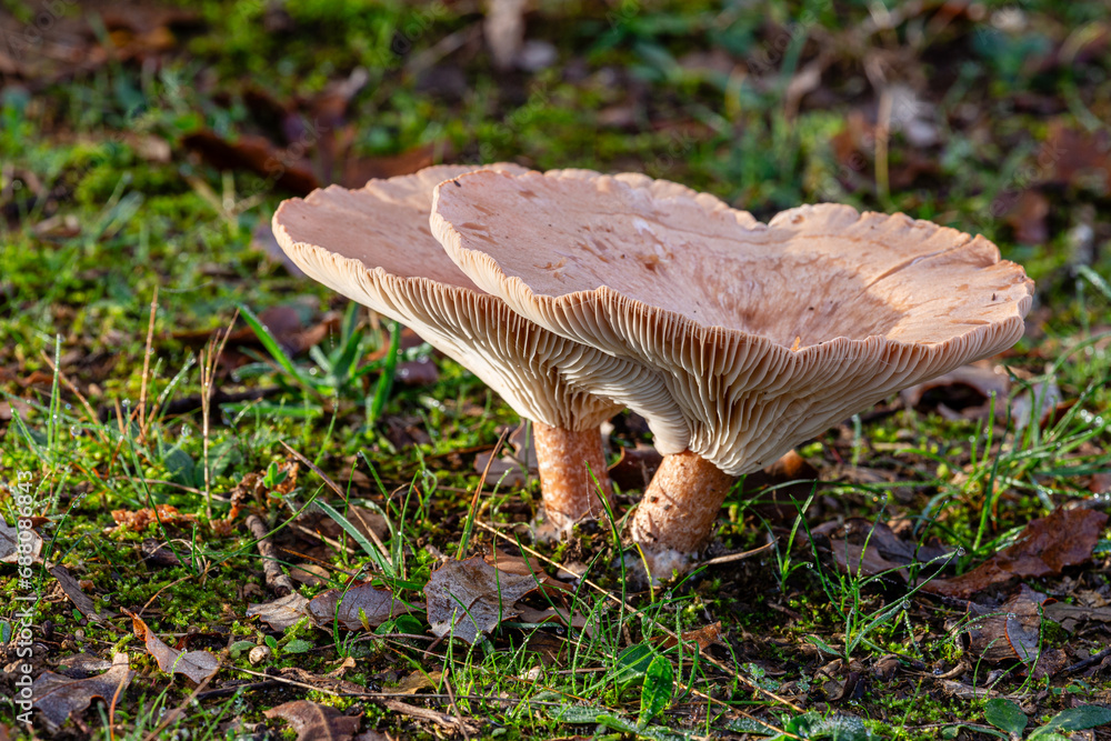 Clitocybe, Infundibulicybe geotropa. Closeup of Friar's Head or trooping funnel mushroom in oak forest. Clitocybe, Infundibulicybe geotropa. Closeup of Friar's Head or trooping funnel mushroom in oak forest.