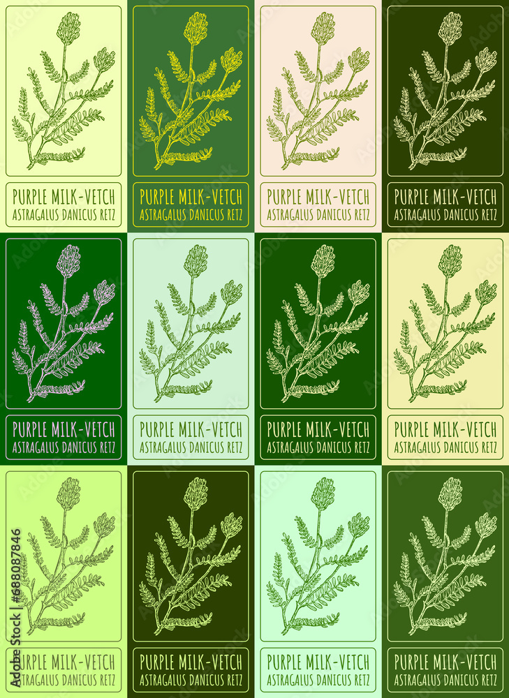 Set drawing of PURPLE MILK-VETCH in various colors. Hand drawn