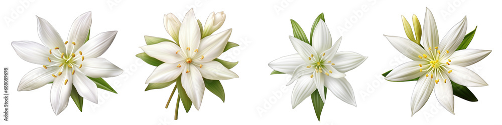 Early Star-of-Bethlehem flower clipart collection, vector, icons isolated on transparent background