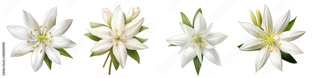 Fototapeta premium Early Star-of-Bethlehem flower clipart collection, vector, icons isolated on transparent background