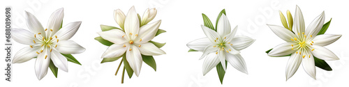 Early Star-of-Bethlehem flower clipart collection, vector, icons isolated on transparent background photo