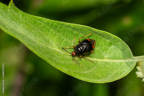 Red-spotted plant bug, Deraeocoris ruber, gracefully perches on a garden leaf, showcasing the intricacies of insect life in a garden environment, stock photo image 