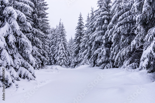 Kleine Winterwanderung durch den Tiefschnee im Thüringer Wald bei Oberhof - Thüringen - Deutschland