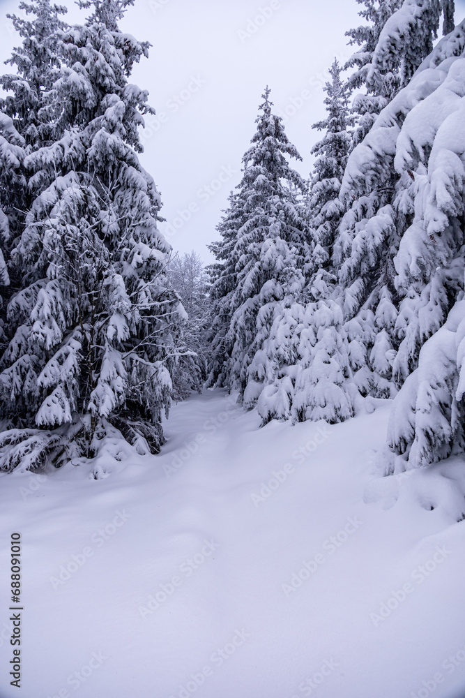 Fototapeta premium Kleine Winterwanderung durch den Tiefschnee im Thüringer Wald bei Oberhof - Thüringen - Deutschland