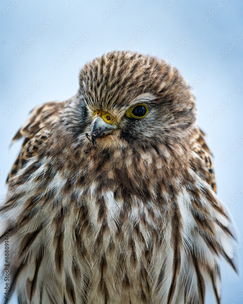 Turmfalke Turmfalke