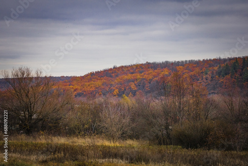 autumn forest in cloudy weather