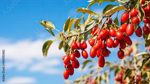 Detail of branch with goji berries photo