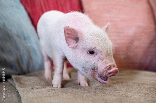 miniature pig in an house photo