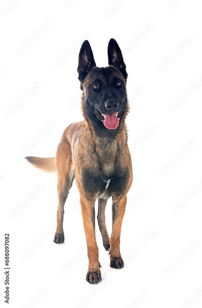 malinois in studio malinois in studio