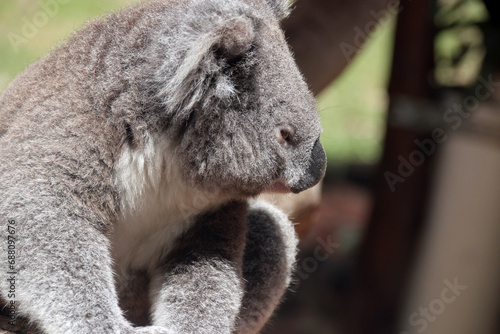 Fototapeta Naklejka Na Ścianę i Meble -  koala in a zoo in australia