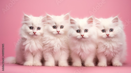 cute white kittens on a pink background.