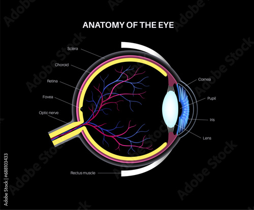 Eye anatomy poster