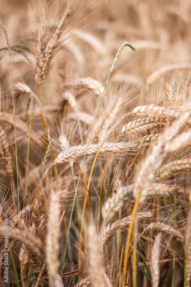 Fototapeta premium field of wheat