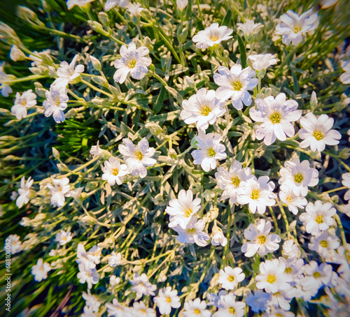 Blossom of Cerastium arvense flowers in the green meadow. Bright spring view of botanical garden with Asteraceae family plants. Anamorphic macro photography.