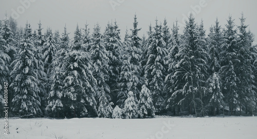 Snow Covered Spruce Trees. Vintage Style Photo