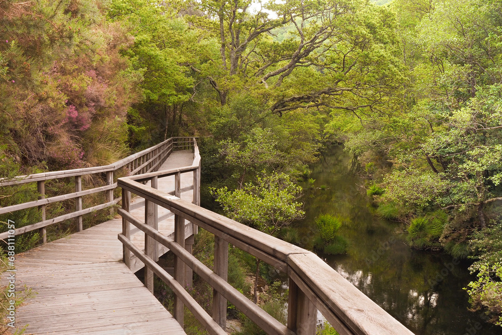 Fototapeta premium A winding wooden bridge over a small river in a lush forest.