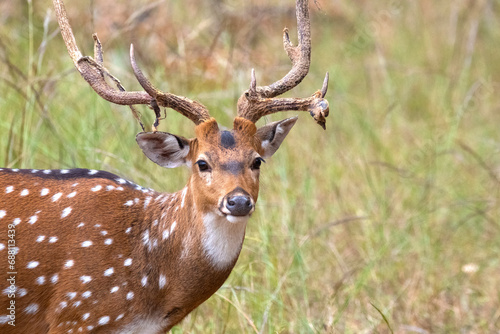 Close-up shot of a spotted deer