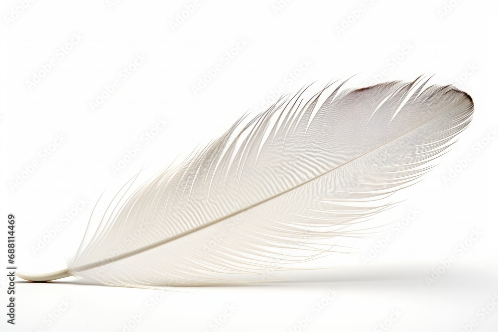 Obraz premium Feather Back