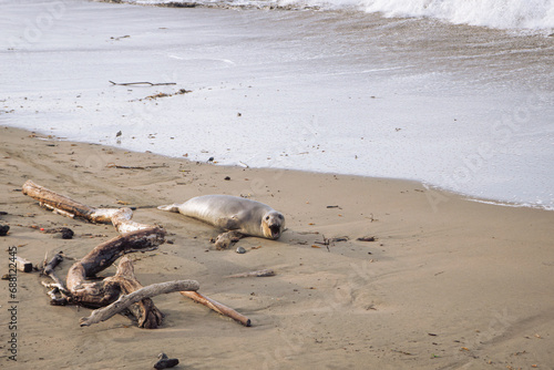 Fotografie Baby elephant seal on the coast