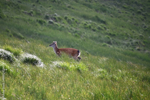 Fototapeta Naklejka Na Ścianę i Meble -  Sika deer in Glendalough National Park
