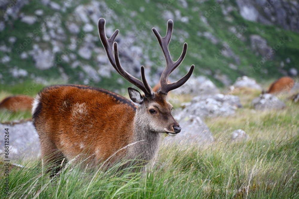 Sika deer in Glendalough National Park Sika deer in Glendalough National Park