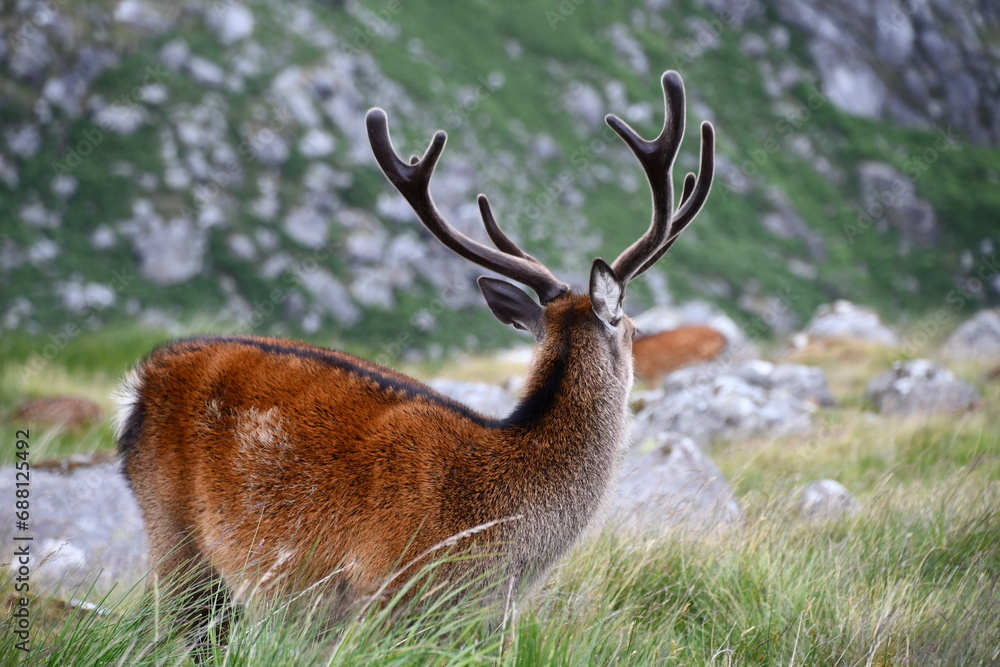 Sika deer in Glendalough National Park Sika deer in Glendalough National Park