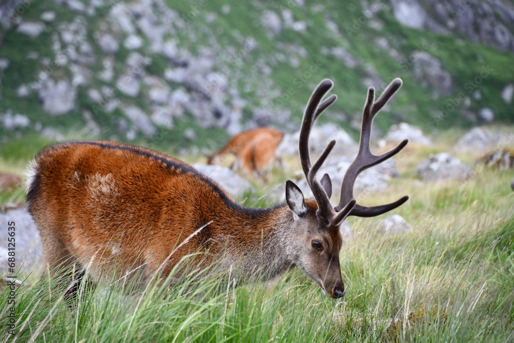 Fototapeta premium Sika deer in Glendalough National Park