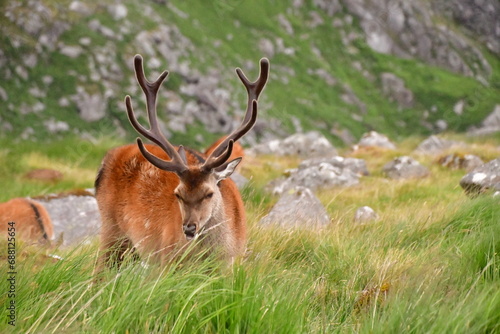 Wallpaper Mural Sika deer in Glendalough National Park Torontodigital.ca