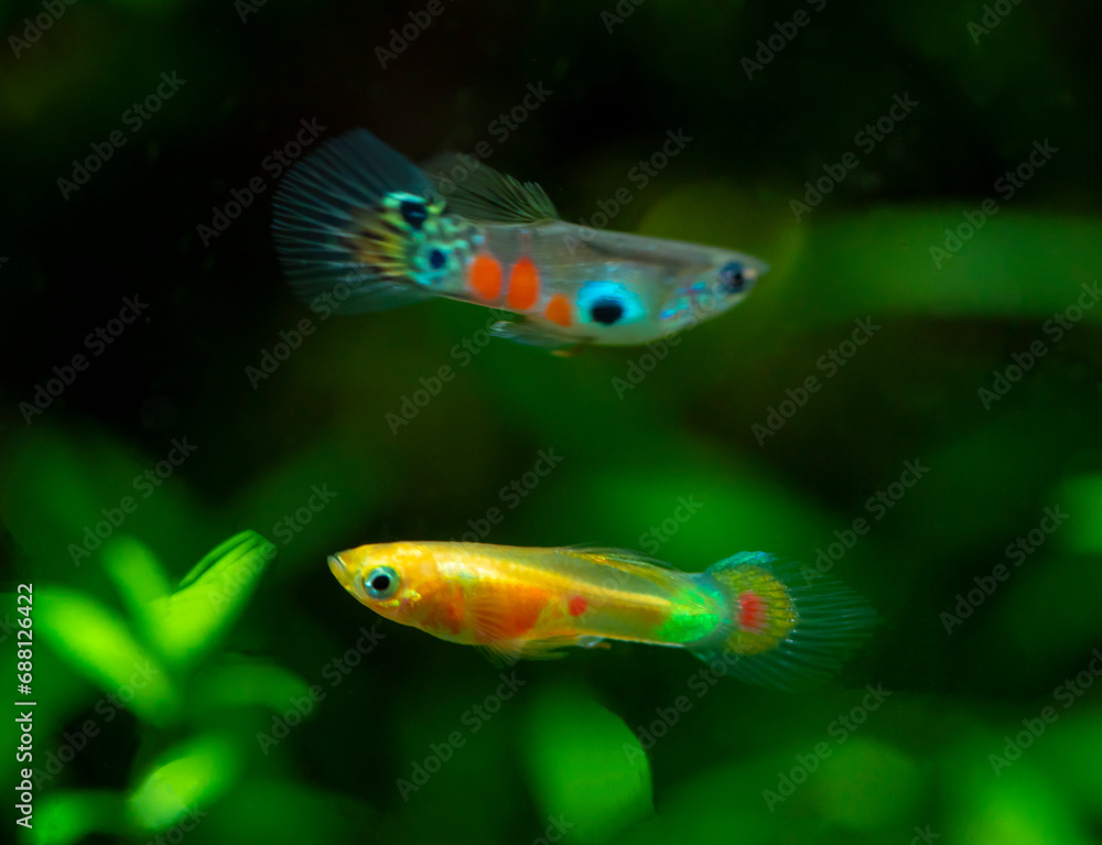 Fototapeta premium Poecilia reticulata hybrid in aquarium. Guppy Multi Colored Fish in a Tropical Acquarium.Emerald gold endler