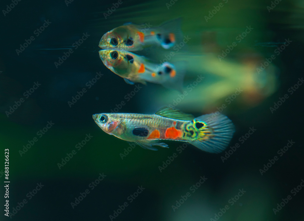 Fototapeta premium Poecilia reticulata hybrid in aquarium. Guppy Multi Colored Fish in a Tropical Acquarium.Emerald gold endler