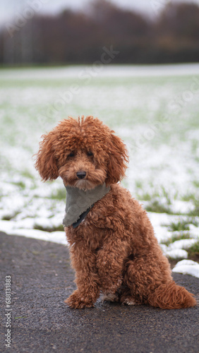 Halstuch hund schnee pudel fell pflege Portrait locken winter kälte wind draußen spaziergang kalt wetter schneeflocken eis