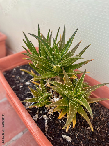 Mini aloe vera plants growing fertilely on pot on balcony. Tenerife. Canarian Island photo